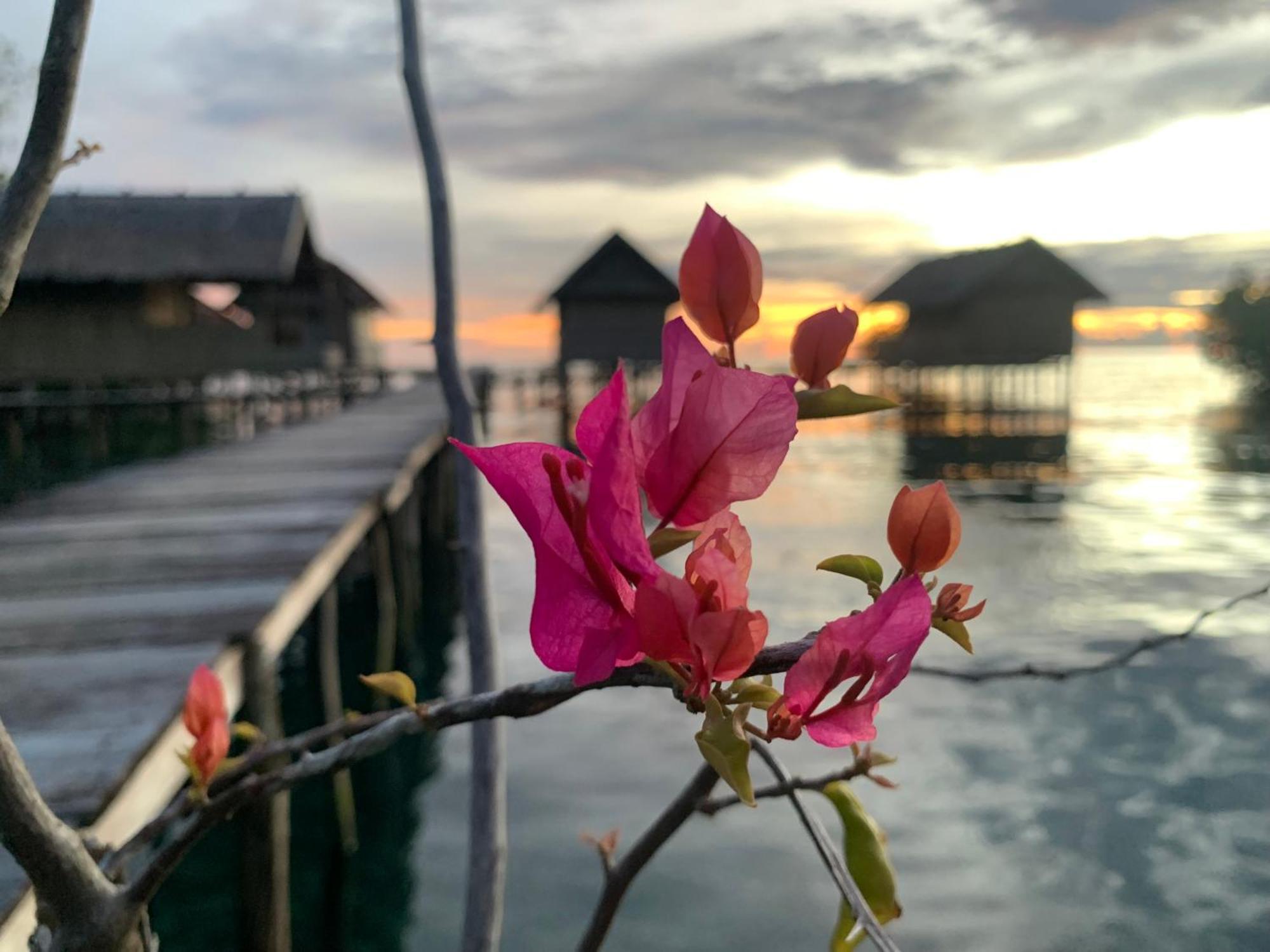 Nyanse Homestay - Raja Ampat Besir Kültér fotó